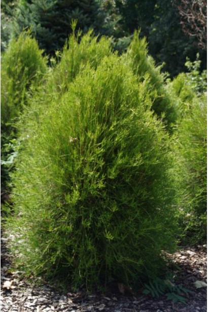 Посадка и уход за Туей восточной Фрэнки Бой